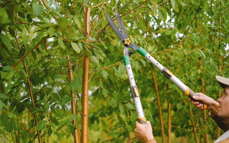 Tree trimming in Agra, OK
