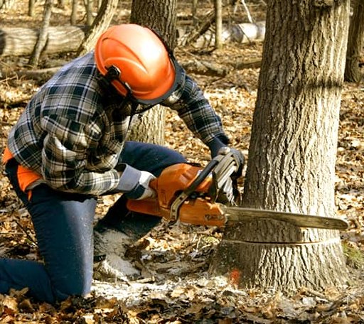 Tree Removal in Agra, OK